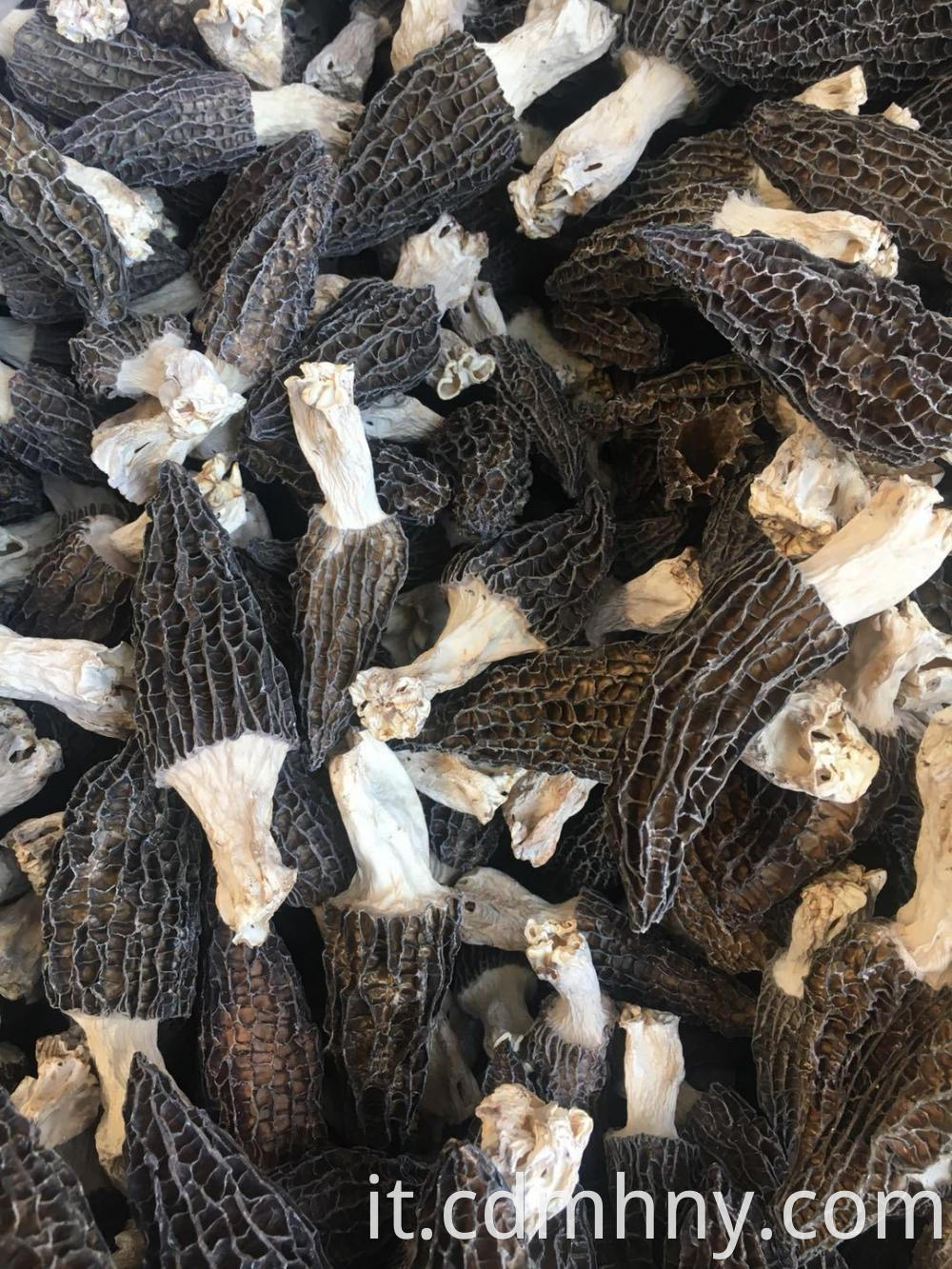 Morchella Vulgaris 12